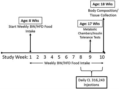 Beta 3 Adrenergic Receptor Activation Rescues Metabolic Dysfunction in Female Estrogen Receptor Alpha-Null Mice